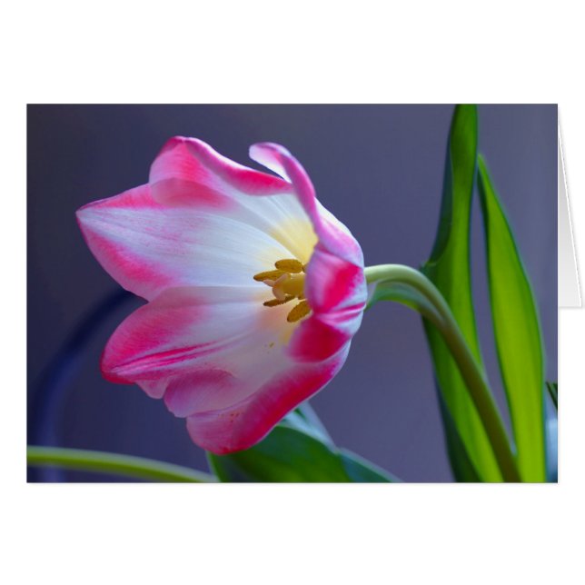 Ein Single Tulpe (Vorderseite (Horizontal))