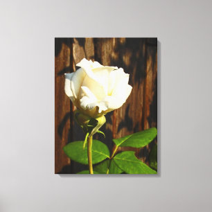 Ein Single Weiße Rose - überzogene Canvas Leinwanddruck