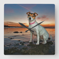 Ein sitzender Strand Jack-Russells Strand-|