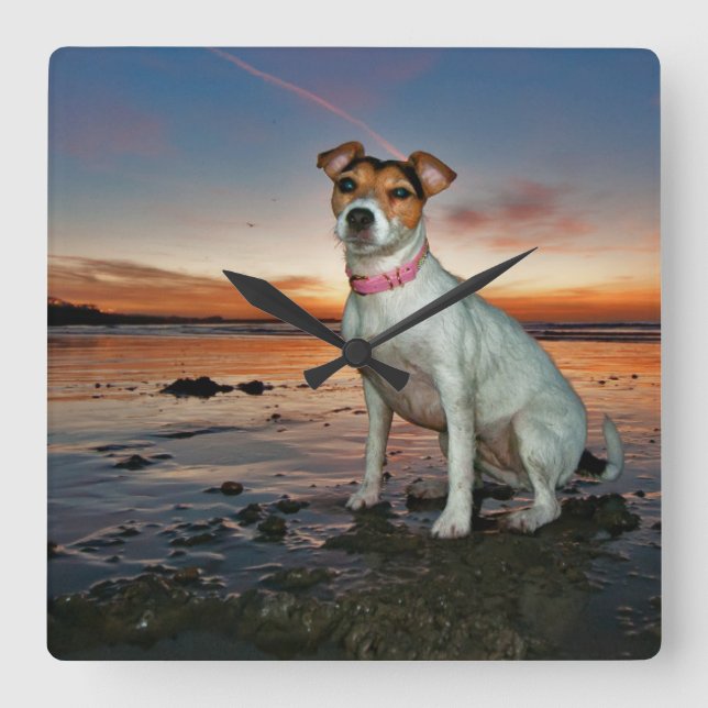 Ein sitzender Strand Jack-Russells Strand-| Quadratische Wanduhr (Vorderseite)