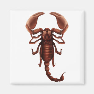 Ein Skorpion Magnet