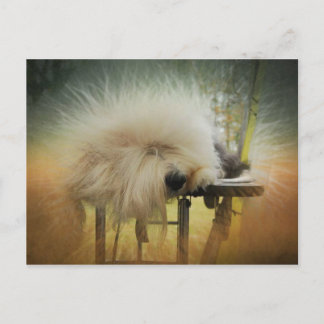 Ein Sonnensturm! Postkarte