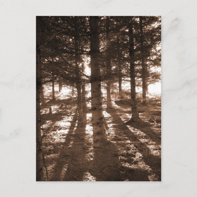 Ein Sonnenuntergang im Wald Postkarte. Postkarte (Vorderseite)