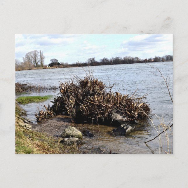 Ein sonniger Tag am Fluss Postkarte (Vorderseite)