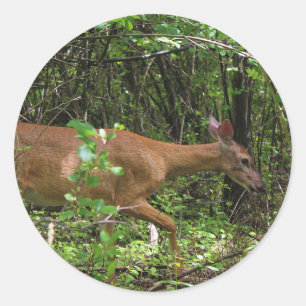 Ein Spaziergang durch den Wald Runder Aufkleber