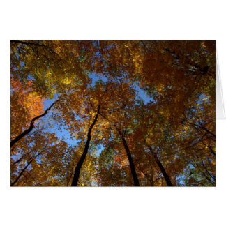 Ein Spaziergang in Charleston Fall #18