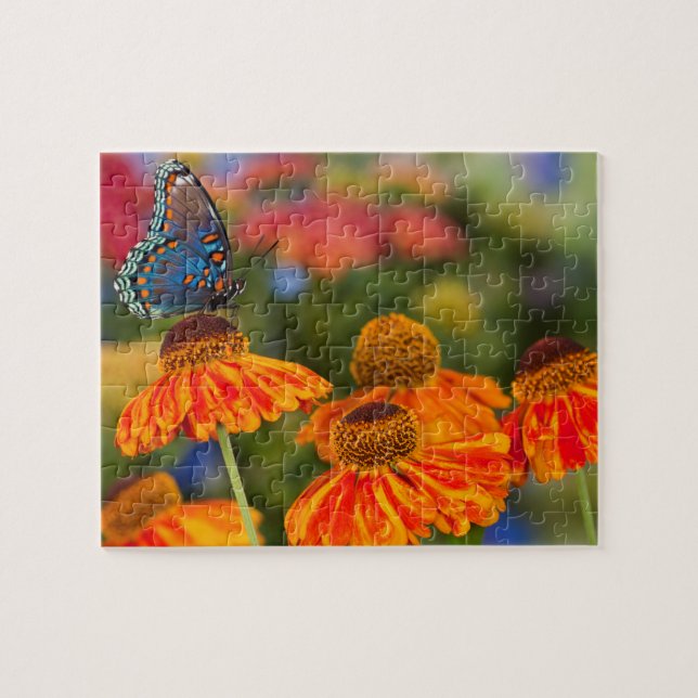 Ein Spicebush-Frack, Papilio troilo (Horizontal)
