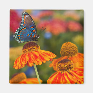 Ein Spicebush-Frack, Papilio troilo Magnet