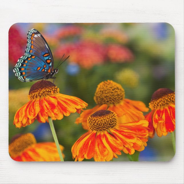 Ein Spicebush-Frack, Papilio troilo Mousepad (Vorne)