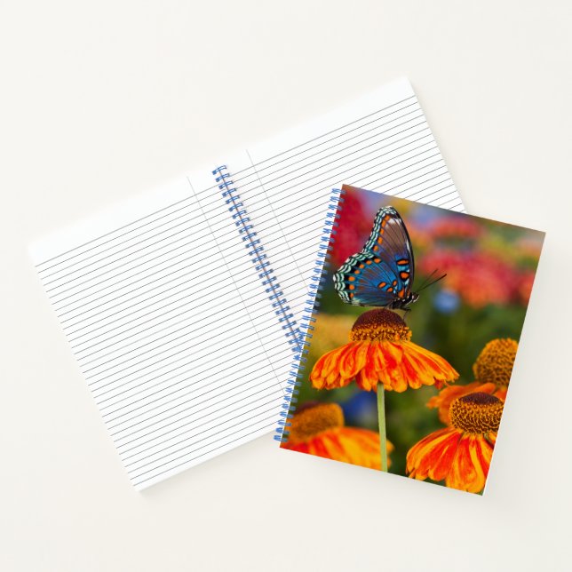 Ein Spicebush-Frack, Papilio troilo Notizbuch (Innenseite)