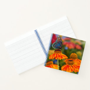 Ein Spicebush-Frack, Papilio troilo Notizbuch