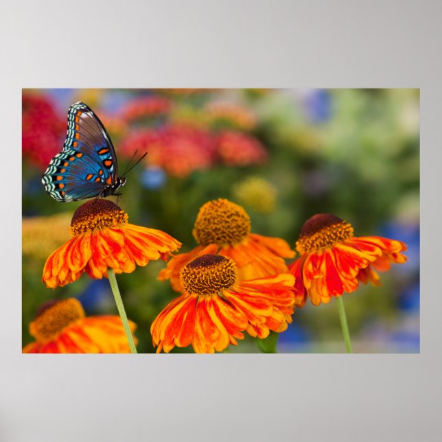 Ein Spicebush-Frack, Papilio troilo Poster (Vorne)