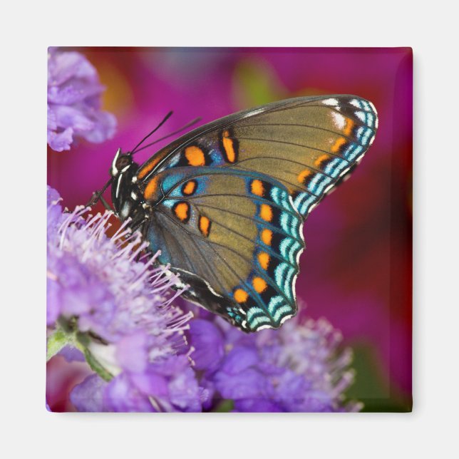 Ein Spicebush-Frack-Schmetterling Magnet (Vorne)