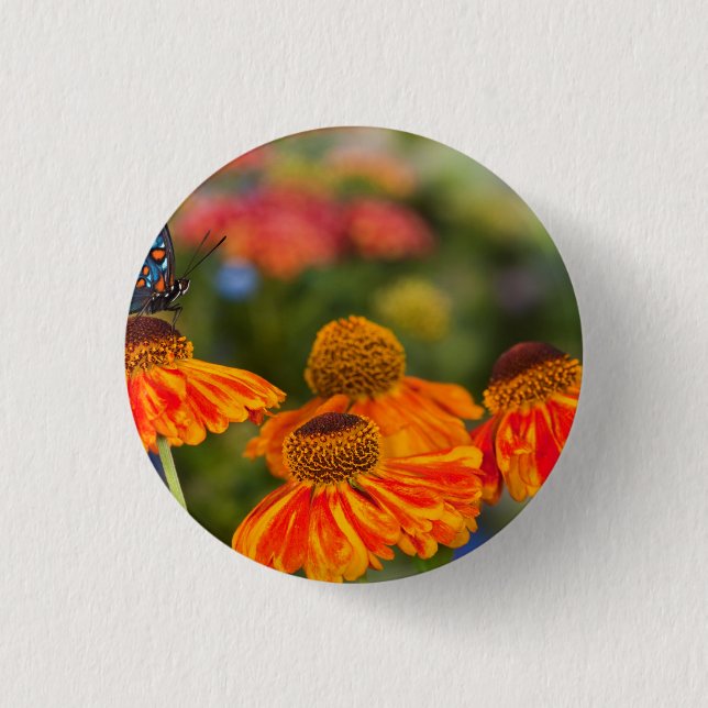 Ein Spicebush Swallowtail, Papilio troilus Button (Vorderseite)