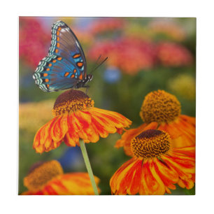 Ein Spicebush Swallowtail, Papilio troilus Fliese