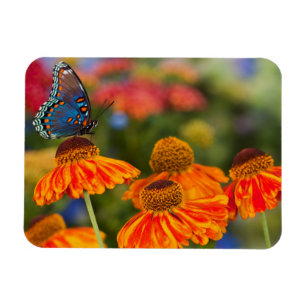 Ein Spicebush Swallowtail, Papilio troilus Magnet