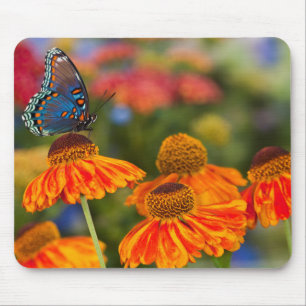 Ein Spicebush Swallowtail, Papilio troilus Mousepad