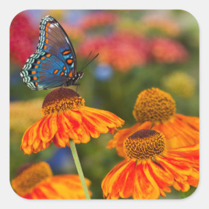 Ein Spicebush Swallowtail, Papilio troilus Quadratischer Aufkleber