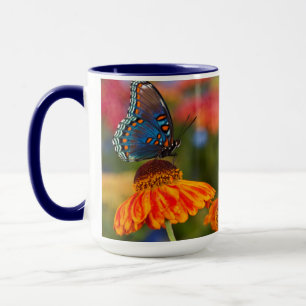 Ein Spicebush Swallowtail, Papilio troilus Tasse