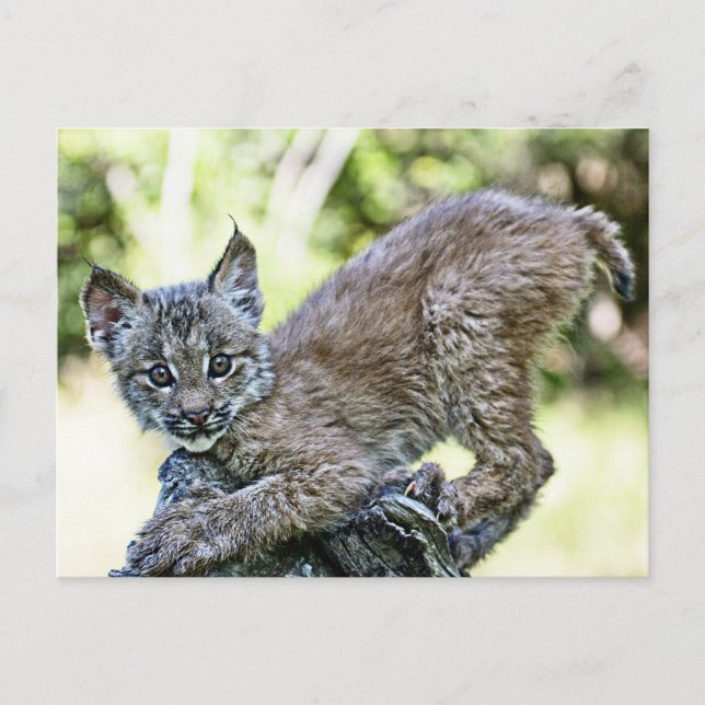Ein spielerischer kanadischer Lynx Kitten Postkarte (Vorderseite)