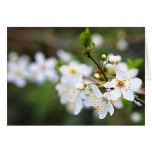 Ein Spritzen des Frühlinges
