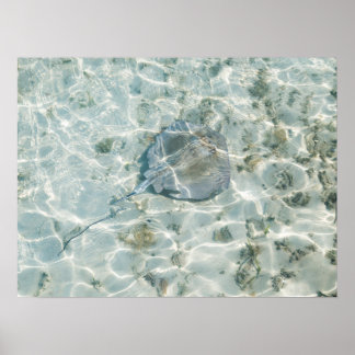 Ein Stingray Poster