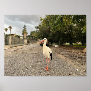 Ein Storchportrait Poster