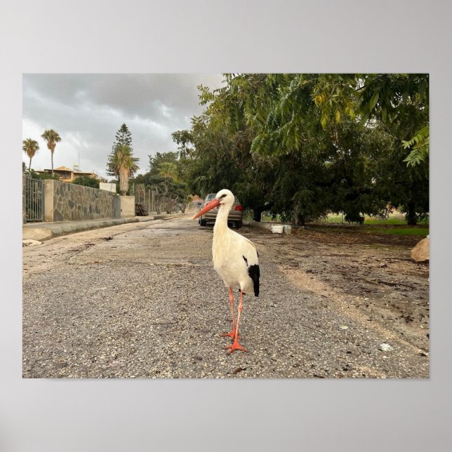 Ein Storchportrait Poster (Vorne)