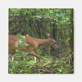 Ein Stroll durch das Holz Magnet