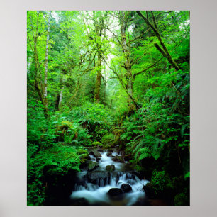 Ein Strom in einem alten Wald Poster