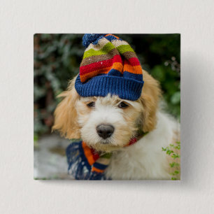 Ein süßer Cavachon Welpe in einem Winter-Hut und Button