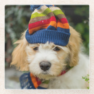 Ein süßer Cavachon Welpe in einem Winter-Hut und Glasuntersetzer