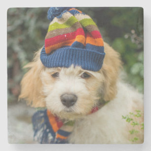 Ein süßer Cavachon Welpe in einem Winter-Hut und Steinuntersetzer