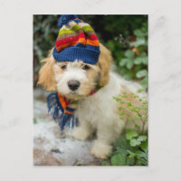 Ein süßer Cavachon-Welpe in einem Winterhut und Ka