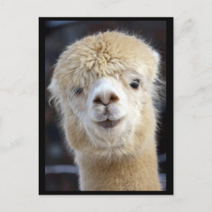 Ein süßes, flauschiges Gesicht eines Alpakas     Postkarte