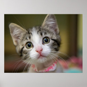 Ein süßes Kätzchen mit grünen Augen Poster