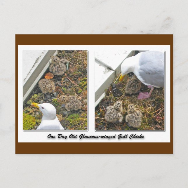 Ein Tag alte Gull Chicks Postkarte (Vorderseite)