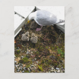 Ein Tag alte Hühnchen Postkarte