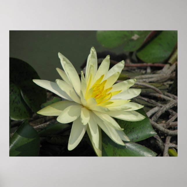 Ein Tag am Teich Poster (Vorne)