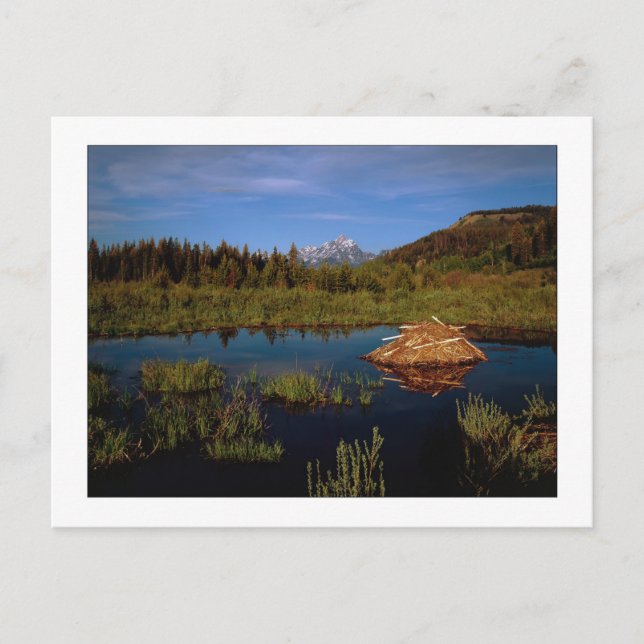 "Ein Teton-Sommer" Postkarte (Vorderseite)