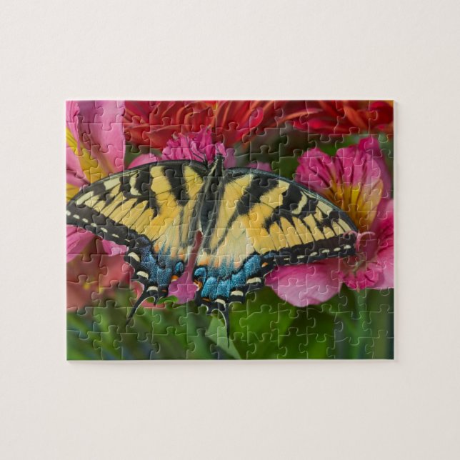Ein Tiger-Frack-Schmetterling (Horizontal)
