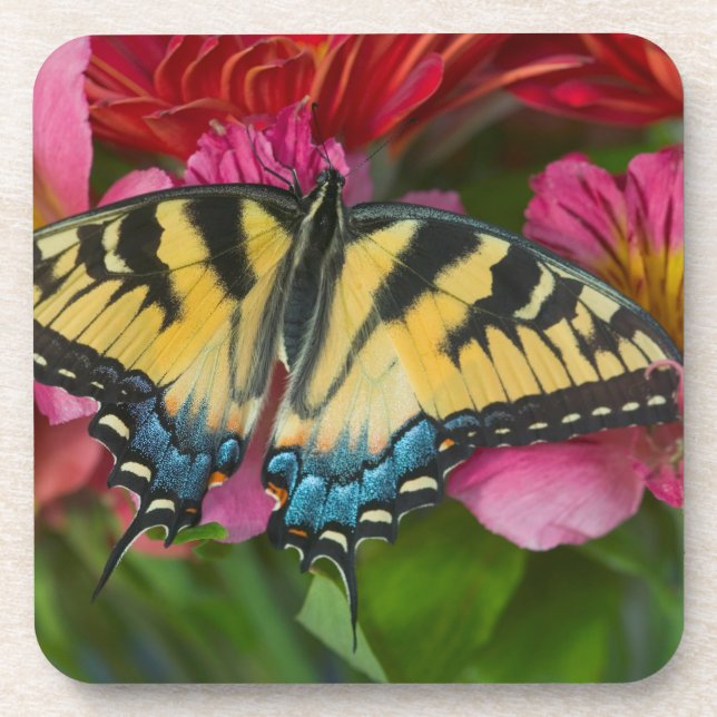 Ein Tiger-Frack-Schmetterling Getränkeuntersetzer (Vorderseite)