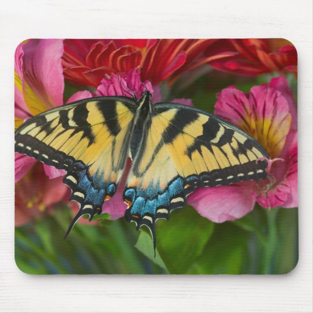 Ein Tiger-Frack-Schmetterling Mousepad (Vorne)