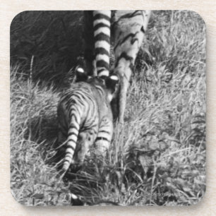 Ein Tiger mit ihren zwei Jungen an Whipsnade Zoo Getränkeuntersetzer