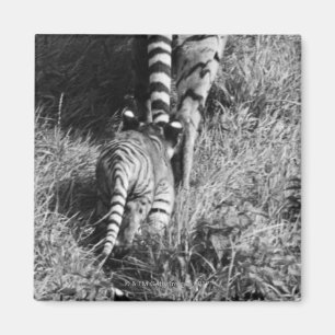 Ein Tiger mit ihren zwei Jungen an Whipsnade Zoo Magnet