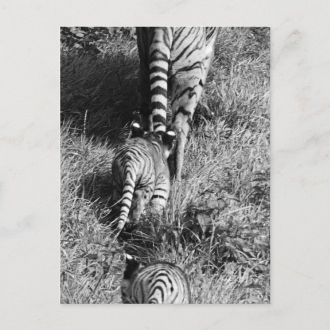 Ein Tiger mit ihren zwei Jungs im Whipsnade Zoo. Postkarte (Vorderseite)