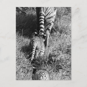 Ein Tiger mit ihren zwei Jungs im Whipsnade Zoo. Postkarte