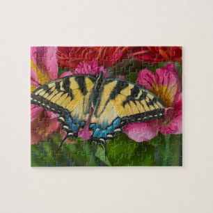 Ein Tiger Swallowtail Schmetterling