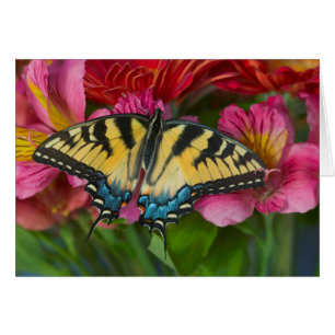 Ein Tiger Swallowtail Schmetterling
