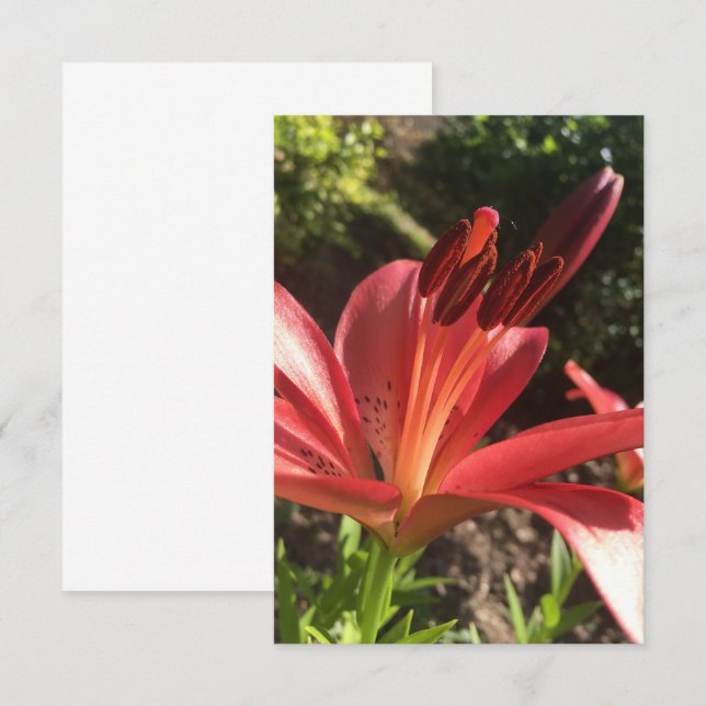 Ein Tipp Z "Solid Red Blume"-Karte Dankeskarte (Vorne/Hinten)